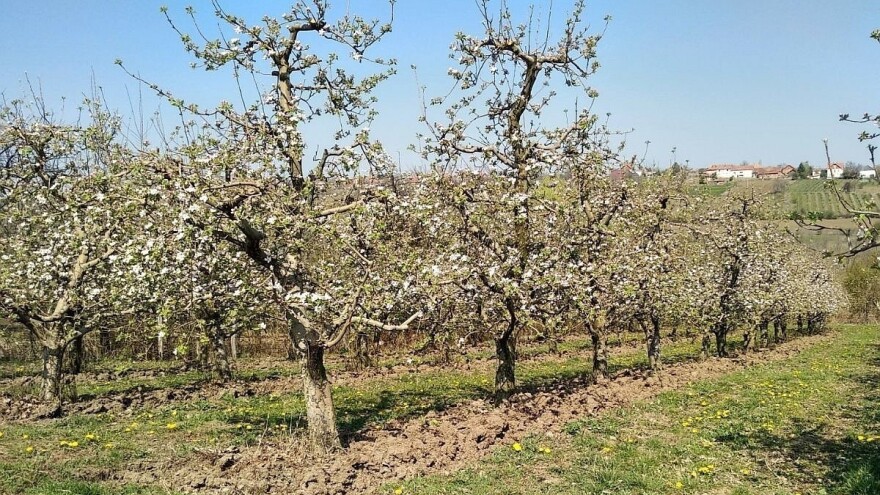 Đubrenje zasada voća azotnim mineralnim đubrivima
