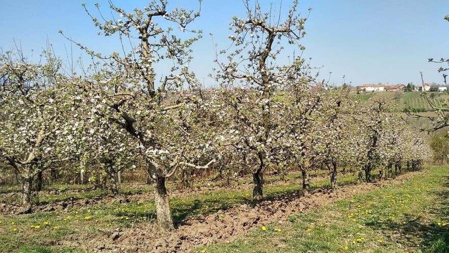 Mraz opustošio voćnjake u južnom Banatu