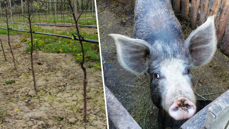 Nove mjere podrške za voćare i svinjogojce od naredne godine?