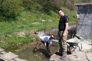 Prave ribogojilište ribe mladice na rijeci Vrbas