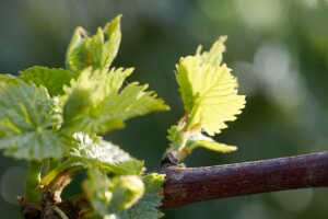 Bayer savjeti za vinogradare 16.04.-22.04.2018.