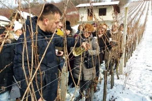 Klimatski problematična vinogradarska godina ipak donosi mlada vina zavidne kvalitete