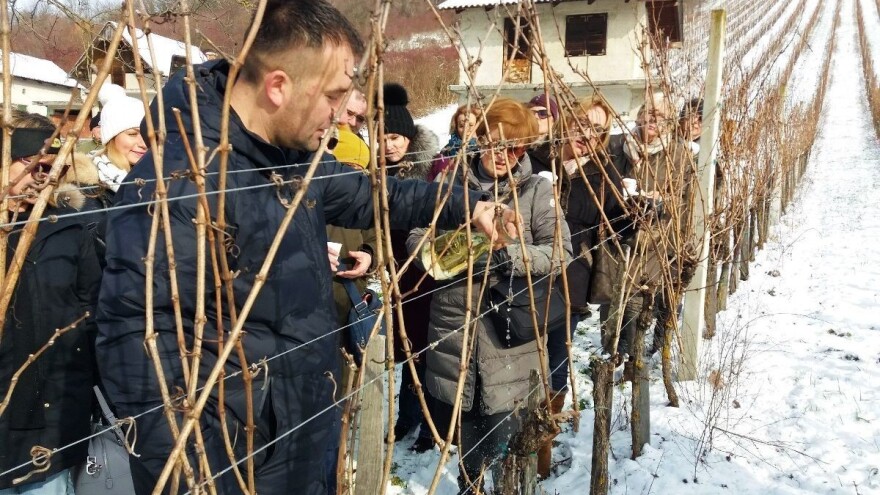 Klimatski problematična vinogradarska godina ipak donosi mlada vina zavidne kvalitete