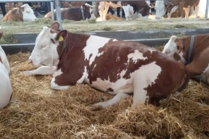 U Mrčajevcima mlečno govedarstvo samo iz kredita