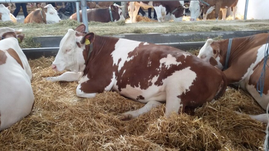 U Mrčajevcima mlečno govedarstvo samo iz kredita