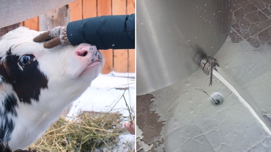 Zbog prekida u snabdevanju strujom farmeri prinuđeni da prosipaju mleko