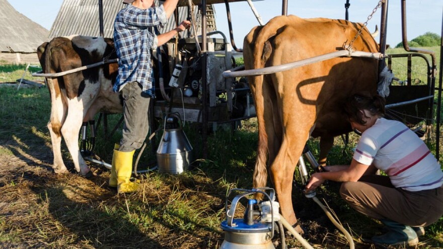 Smanjen izvoz svježeg mlijeka u Italiju - korona dobro došla proizvođačima parmezana