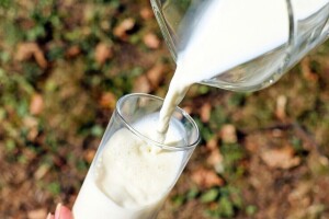 Koliko je kravlje mlijeko opasno po zdravlje ljudi?