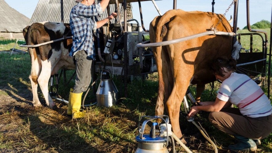 Proizvodnja mlijeka u punom obimu, stižu i nove investicije