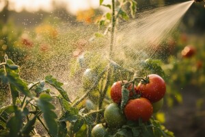 Mleko kao đubrivo i zaštita za povrće