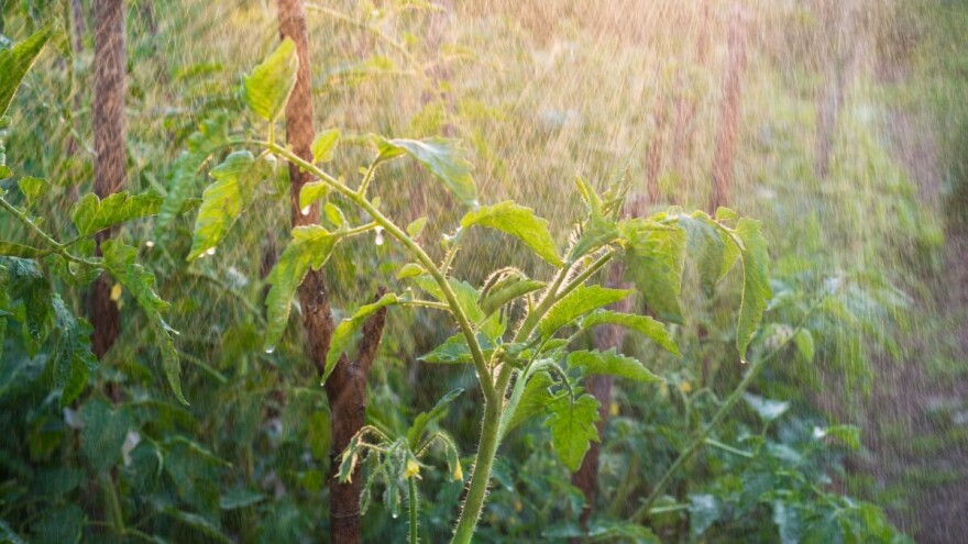 Mlekom ojačajte biljke i sprečite razvoj bolesti