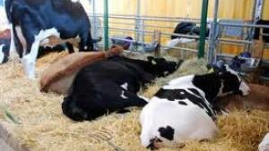 Nikako na zelenu granu