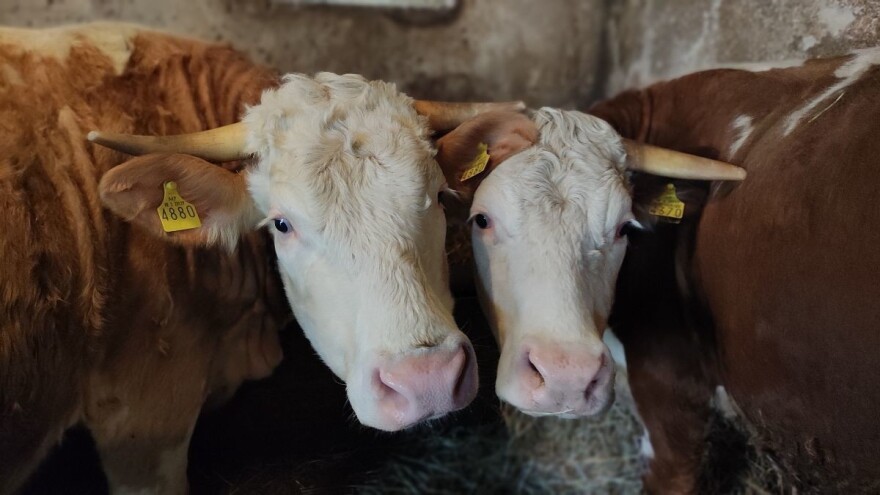 Ruska invazija uzdrmala svjetsko stočarstvo - strahuje se od zatvaranja farmi