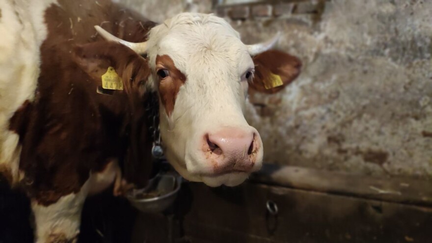 Koliko dugo žive mliječna goveda u uzgoju?