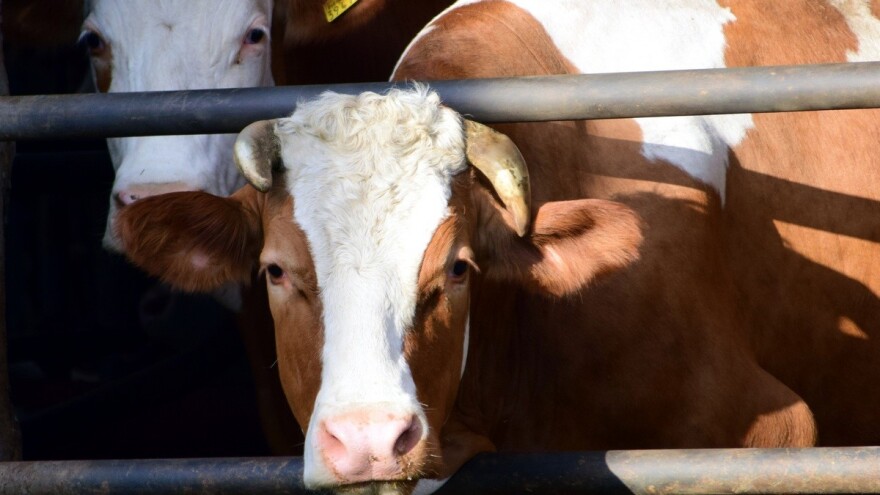 Na mliječnim farmama se vrši kontrola proizvodnosti - cilj je organizovanje uzgojno selekcijskog rada