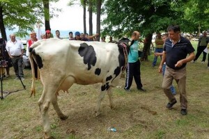 Velike kazne zbog prekoračenja mliječnih kvota!