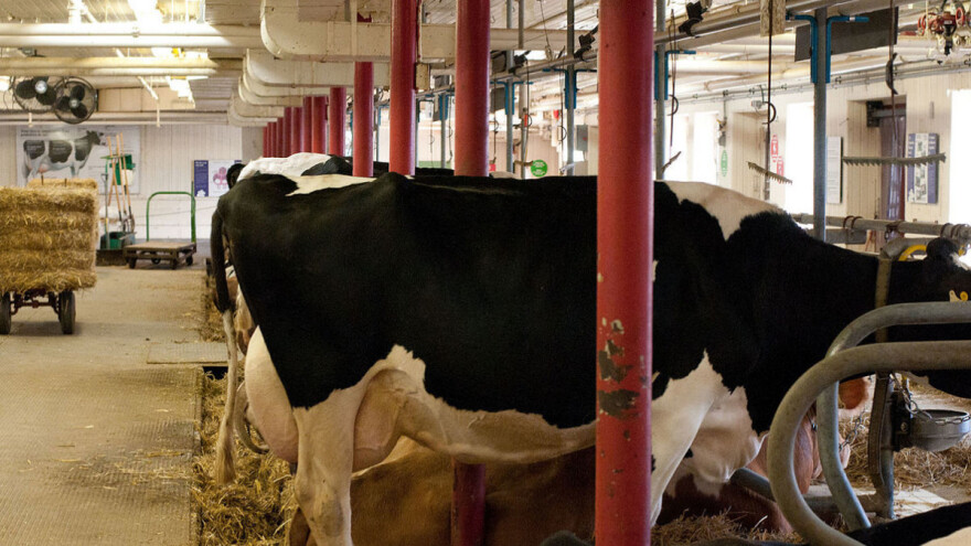 Manje farmi, više mlijeka - posljedica ukrupnjavanja proizvodnje i trend EU