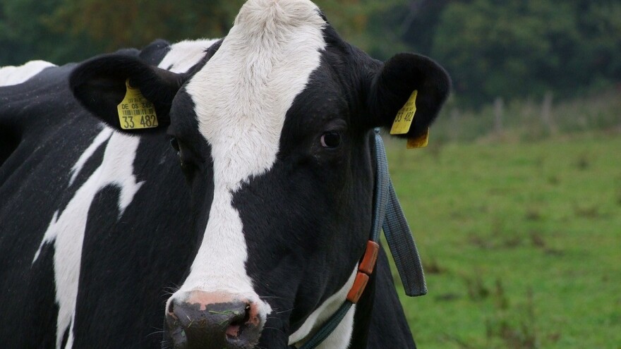 BH mljekari dobit će veliku priliku za izvoz u EU