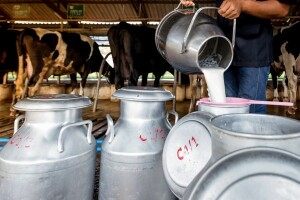 Romanijski farmeri traže više cijene mlijeka i veće premije