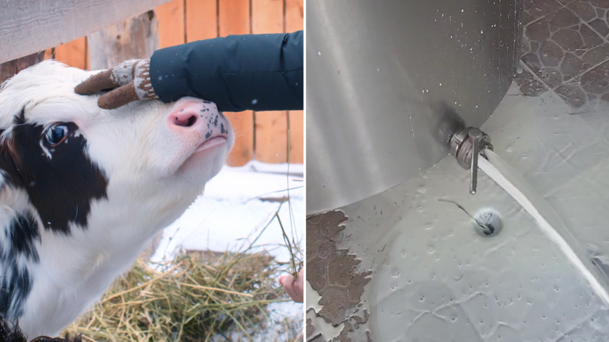 Zbog prekida u snabdijevanju strujom farmeri prinuđeni prosipati mlijeko