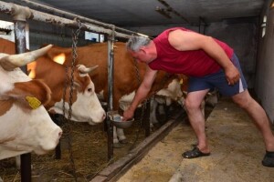 Cijena mlijeka u Hrvatskoj viša od EU prosjeka
