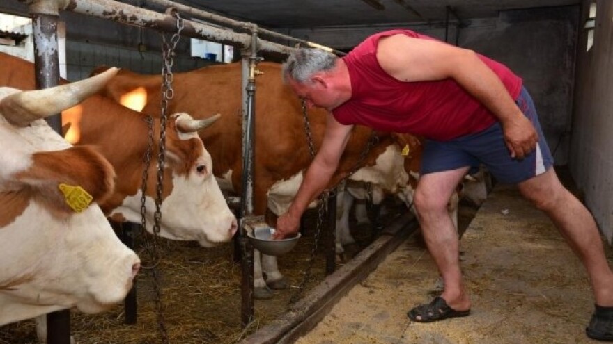 Cijena mlijeka u Hrvatskoj viša od EU prosjeka