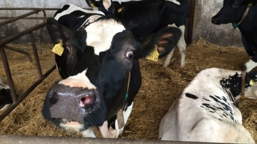 Trebaju li se mljekari bojati ukidanja kvota?