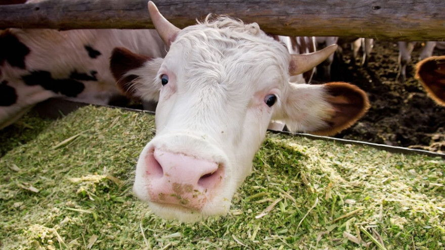 Dok neki sjede u odborima, farme propadaju!