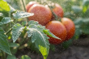 Mlijeko kao zaštita, ali i gnojivo za biljke