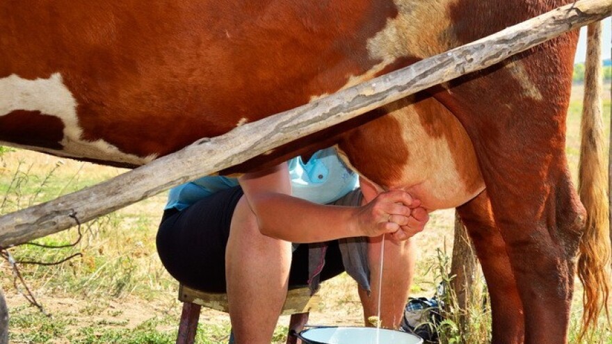 EU će reagirati na raskide ugovora s mljekarima?