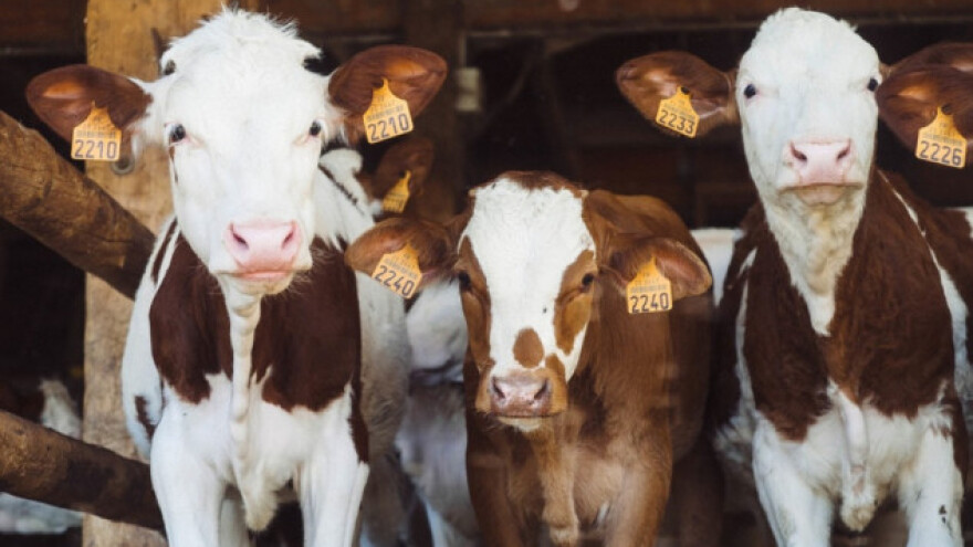 Veća potrošnja sira, manja potražnja za mlijekom?