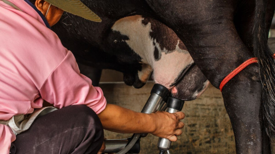 Obustava potpora smanjenju isporuke mlijeka!