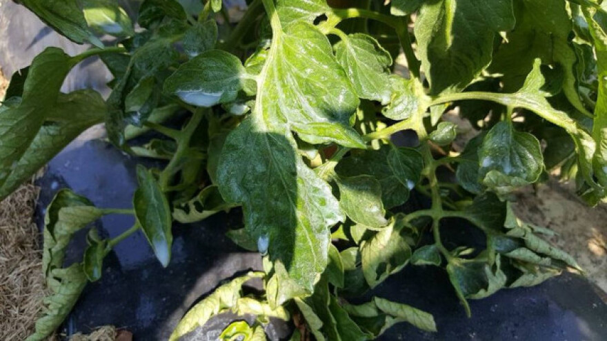 Sirutka za zaštitu i ishranu biljaka