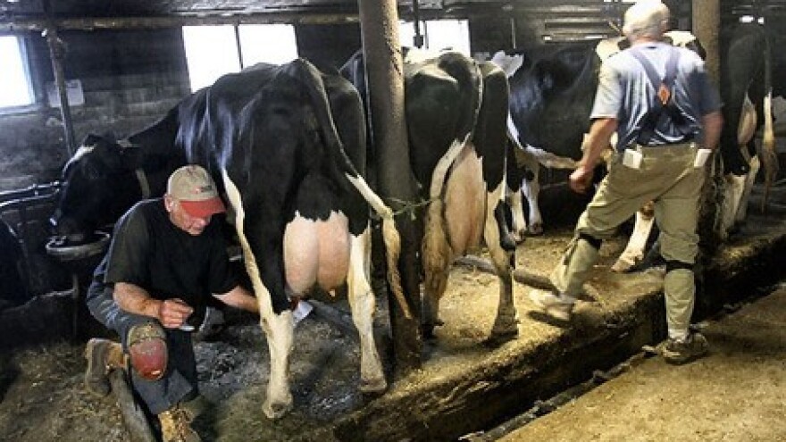 11 posto manje mlijeka na OPG-ima!