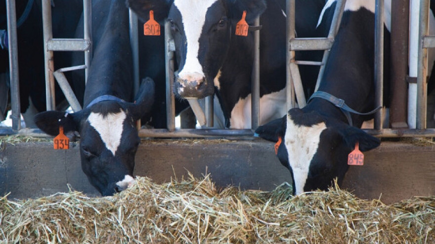 Posljedice SSP-a - mlijeko prvo na udaru