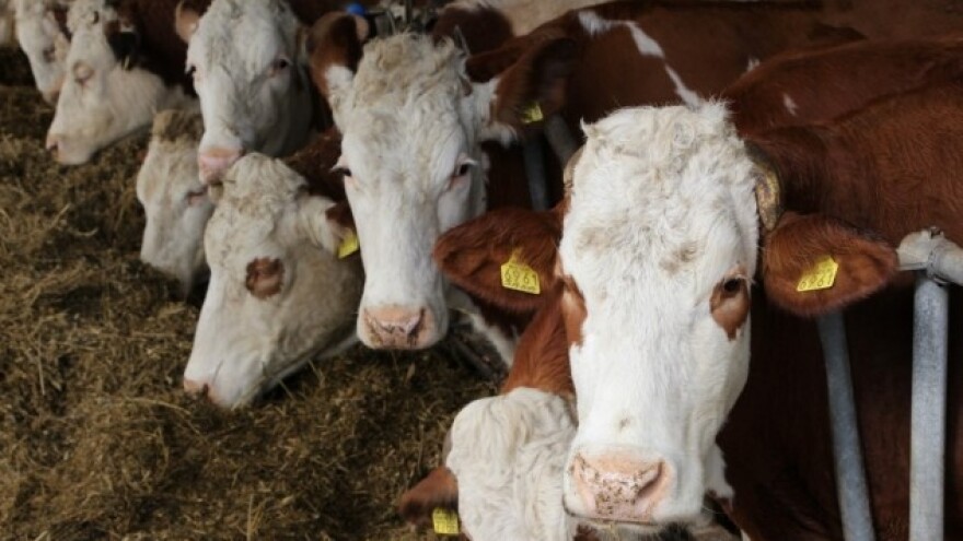 Prikupljeno 656 tona manje kravljeg mlijeka