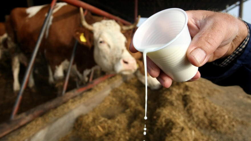 Broj mljekara sa 60 tisuća pao na svega 7 tisuća