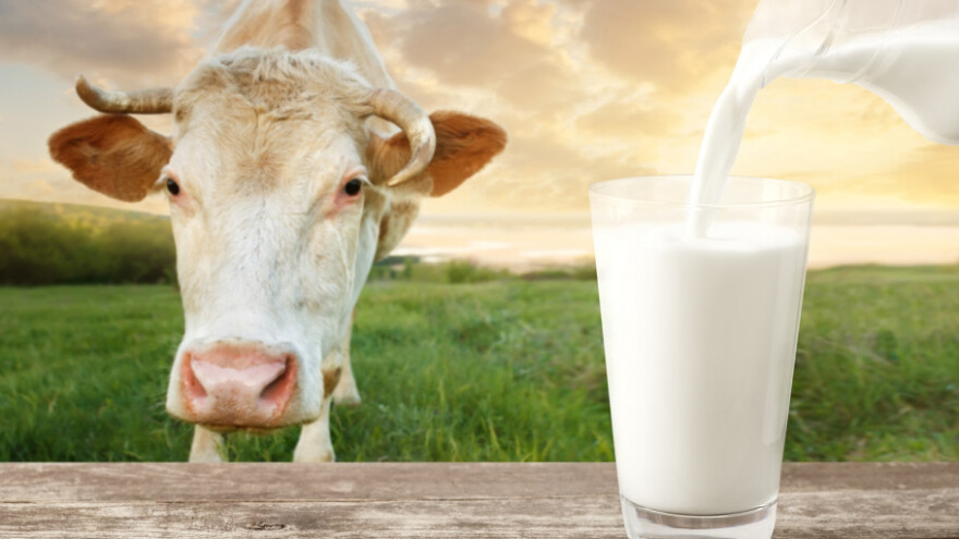 Mljekara sve manje, mlijeko sve bolje