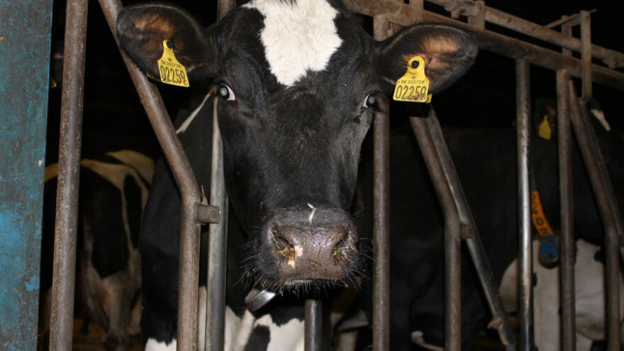 Samir Krehmić: Siguran otkup mlijeka je naša pogodnost