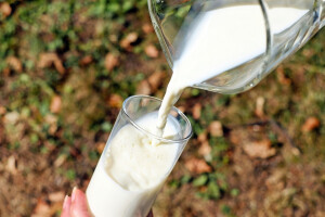 Mlijeko iz štale na stol - u Livnu i Tomislavgradu