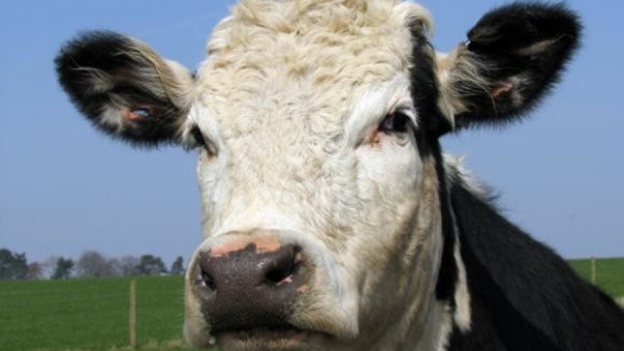 Sve više mlijeka s oznakom "domaće"