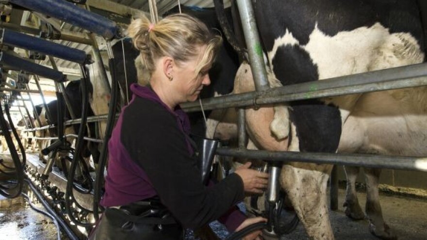 Scila i Haribda Hrvatskoj - i životu u njoj