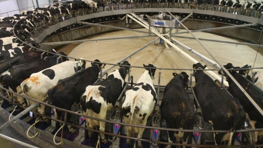 Jedemo li plastične sireve?