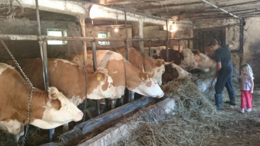 52.000 EU farmera smanjuje proizvodnju mleka