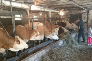 52.000 EU farmera smanjuje proizvodnju mlijeka