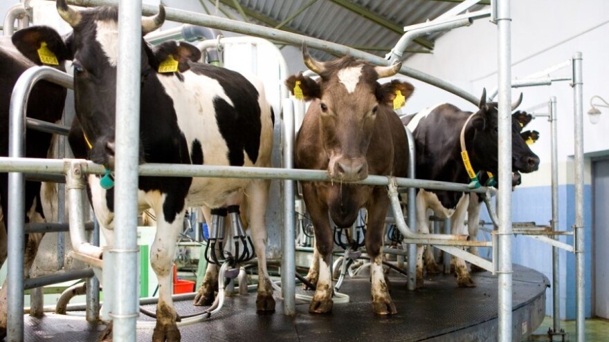 Započeo izvoz mlijeka u EU, slijedi otkup viškova