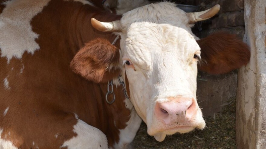 Mljekari traže isplatu podsticaja do 27. maja