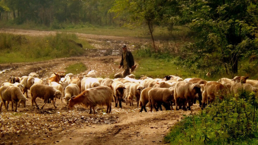 Mljekari: Najviše se pomaže "hobistima"