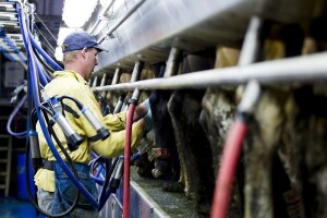 Neisplata potraživanja sustavno uništava mljekare
