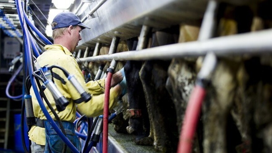 Neisplata potraživanja sustavno uništava mljekare